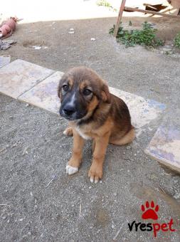 Ράτσα: Γκόλντεν Ριτρίβερ - Golden Retriever | Ηλικία: 2 μηνών | Φύλο: Αρσενικό | Αρ. Microchip: 145896100000226 | Ημίαιμο | Περιοχή: Αγιά, Θεσσαλία