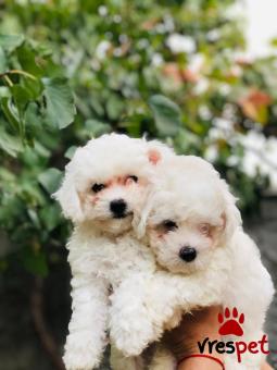 Ράτσα: Μαλτέζ - Maltese | Ηλικία: 3 μηνών | Φύλο: Θηλυκό | Αρ. Microchip: 90227008402080 | Ιδιώτης | Εκπαιδευμένο | Pedigree | Περιοχή: Αθήνα, Αττική