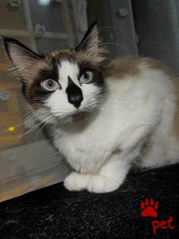 Ράτσα: Σιάμ | Ηλικία: 1 έτους | Φύλο: Θηλυκό | Αρ. Microchip: Δεν έχει  | Ιδιώτης | Περιοχή: Νίκαια, Αττική