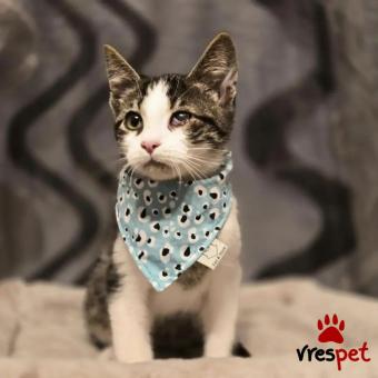 Ράτσα: Άγνωστο - Ημίαιμο | Ηλικία: 4 μηνών | Φύλο: Αρσενικό | Αρ. Microchip: - | Περιοχή: Νέα Σμύρνη, Αττική