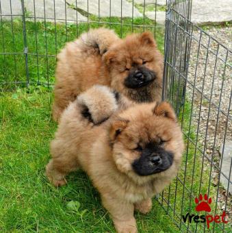 Ράτσα: Τσόου Τσόου - Chow chow | Ηλικία: 2,5 μηνών | Φύλο: Αρσενικό | Αρ. Microchip: 985113009870055 | Ιδιώτης | Εκπαιδευμένο | Pedigree | Περιοχή: Αθήνα, Αττική