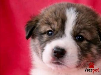 Ράτσα: Άγνωστο - Ημίαιμο | Ηλικία: 2 μηνών | Φύλο: Θηλυκό | Αρ. Microchip: - | Περιοχή: Κιλκίς, Μακεδονία