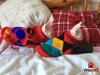 Ράτσα: Σφύξ | Ηλικία: 3 μηνών | Φύλο: Αρσενικό | Αρ. Microchip: 902782543278920 | Ιδιώτης | Pedigree | Περιοχή: Αθήνα, Αττική