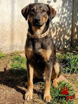 Ράτσα: Άγνωστο - Ημίαιμο | Ηλικία: 1 έτους | Φύλο: Θηλυκό | Αρ. Microchip: 0000000 | Περιοχή: Κορδελιό Εύοσμος, Θεσσαλονίκη