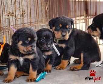 Ράτσα: Ροτβάϊλερ - Rottweiler | Ηλικία: 3 μηνών | Φύλο: Αρσενικό | Αρ. Microchip: 985115409870055 | Ιδιώτης | Εκπαιδευμένο | Pedigree | Περιοχή: Αθήνα, Αττική