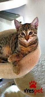 Ράτσα: Άγνωστο - Ημίαιμο | Ηλικία: 3 μηνών | Φύλο: Θηλυκό | Αρ. Microchip: . | Περιοχή: Θέρμη, Θεσσαλονίκη