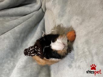 Είδος: - Άλλο - | Περιοχή: Θεσσαλονίκη, Θεσσαλονίκη