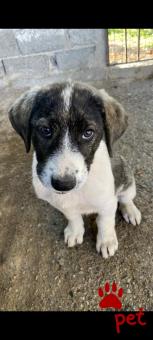 Ράτσα: Άγνωστο - Ημίαιμο | Ηλικία: 3 μηνών | Φύλο: Θηλυκό | Αρ. Microchip: 0000000000000000000000000000000000 | Περιοχή: Διόν Όλυμπος, Μακεδονία