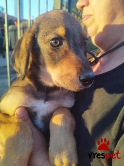 Ράτσα: Άγνωστο - Ημίαιμο | Ηλικία: 3 μηνών | Φύλο: Θηλυκό | Αρ. Microchip: 000000000000008 | Περιοχή: Καλύβια Θορικού, Αττική