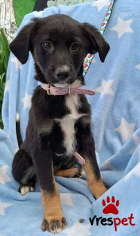 Ράτσα: Άγνωστο - Ημίαιμο | Ηλικία: 3 μηνών | Φύλο: Θηλυκό | Αρ. Microchip: 0 | Ημίαιμο | Περιοχή: Γλυφάδα, Αττική