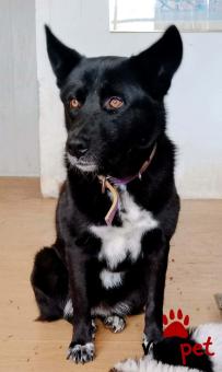 Ράτσα: Άγνωστο - Ημίαιμο | Ηλικία: 2 ετών | Φύλο: Θηλυκό | Αρ. Microchip: 0000000 | Περιοχή: Κορδελιό Εύοσμος, Θεσσαλονίκη