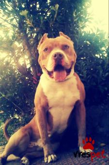 Ράτσα: Πίτ μπούλ - pitbull | Ηλικία: 3 ετών | Φύλο: Αρσενικό | Αρ. Microchip: δεν εχει | Περιοχή: Ορχομενός, Στερεά Ελλάδα