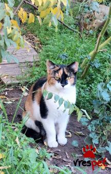 Ράτσα: Άγνωστο - Ημίαιμο | Ηλικία: 8 μηνών | Φύλο: Θηλυκό | Αρ. Microchip: 00000 | Περιοχή: Πυλαία-Χορτιάτης, Θεσσαλονίκη