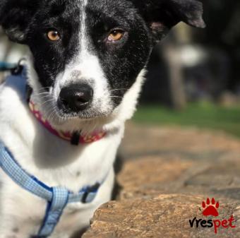 Ράτσα: Άγνωστο - Ημίαιμο | Ηλικία: 8 μηνών | Φύλο: Θηλυκό | Αρ. Microchip: - | Περιοχή: Νέα Σμύρνη, Αττική