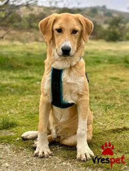 Ράτσα: Άγνωστο - Ημίαιμο | Ηλικία: 1 έτους | Φύλο: Αρσενικό | Αρ. Microchip: - | Περιοχή: Κιλκίς, Μακεδονία