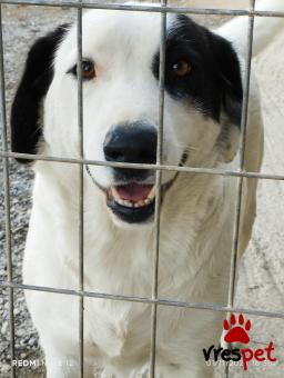 Ράτσα: Άγνωστο - Ημίαιμο | Ηλικία: 2 ετών | Φύλο: Θηλυκό | Αρ. Microchip: 0000000000000000000000000000000000 | Περιοχή: Διόν Όλυμπος, Μακεδονία