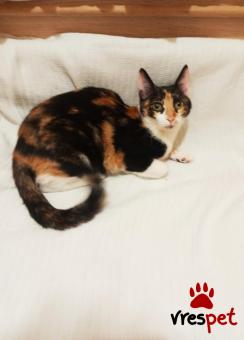 Ράτσα: Άγνωστο - Ημίαιμο | Ηλικία: 6 μηνών | Φύλο: Θηλυκό | Αρ. Microchip: 9821212121211111 | Περιοχή: Αττική