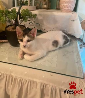 Ράτσα: Άγνωστο - Ημίαιμο | Ηλικία: 3 μηνών | Φύλο: Θηλυκό | Αρ. Microchip: - | Περιοχή: Νέα Σμύρνη, Αττική