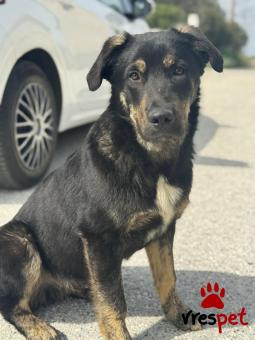 Ράτσα: Άγνωστο - Ημίαιμο | Ηλικία: 6 μηνών | Φύλο: Αρσενικό | Αρ. Microchip: - | Περιοχή: Κιλκίς, Μακεδονία