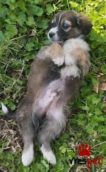 Ράτσα: Άγνωστο - Ημίαιμο | Ηλικία: 2 μηνών | Φύλο: Αρσενικό | Αρ. Microchip: 999999999999999 | Περιοχή: Αττική