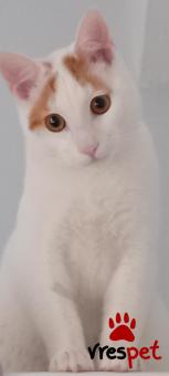 Ράτσα: Άγνωστο - Ημίαιμο | Ηλικία: 7 μηνών | Φύλο: Αρσενικό | Αρ. Microchip: 901001000058574 | Περιοχή: Πειραιάς, Αττική