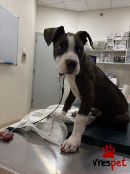 Ράτσα: Πίτ μπούλ - pitbull | Ηλικία: 4 μηνών | Φύλο: Αρσενικό | Αρ. Microchip: 234123 | Έμπορος | Εκπαιδευμένο | Περιοχή: Αττική