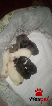 Ράτσα: Γαλλικό Μπουλντόγκ - Bulldog | Ηλικία: 2 μηνών | Φύλο: Αρσενικό | Αρ. Microchip: 123 | Ιδιώτης | Περιοχή: Αττική