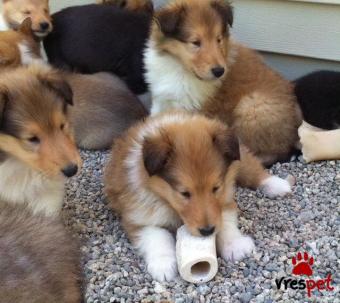 Ράτσα: Κόλι - Collie | Ηλικία: 2,5 μηνών | Φύλο: Αρσενικό | Αρ. Microchip: 985113032734721 | Ιδιώτης | Εκπαιδευμένο | Pedigree | Περιοχή: Αθήνα, Αττική