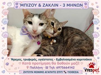 Ράτσα: Άγνωστο - Ημίαιμο | Ηλικία: 3 μηνών | Φύλο: Θηλυκό | Αρ. Microchip: 000000000000000000000 | Ημίαιμο | Περιοχή: Χαϊδάρι, Αττική