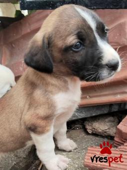 Ράτσα: Άγνωστο - Ημίαιμο | Ηλικία: 2 μηνών | Φύλο: Θηλυκό | Αρ. Microchip: 0000000 | Περιοχή: Κορδελιό Εύοσμος, Θεσσαλονίκη