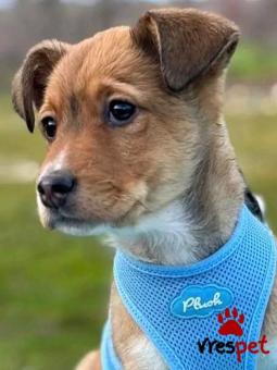 Ράτσα: Άγνωστο - Ημίαιμο | Ηλικία: 2,5 μηνών | Φύλο: Θηλυκό | Αρ. Microchip: - | Περιοχή: Κιλκίς, Μακεδονία