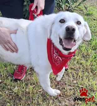 Ράτσα: Ελληνικός Ποιμενικός - Greek Shepherd | Ηλικία: 3 ετών | Φύλο: Θηλυκό | Αρ. Microchip: 0 | Ημίαιμο | Περιοχή: Γλυφάδα, Αττική