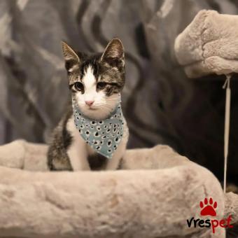 Ράτσα: Άγνωστο - Ημίαιμο | Ηλικία: 4 μηνών | Φύλο: Αρσενικό | Αρ. Microchip: - | Περιοχή: Νέα Σμύρνη, Αττική