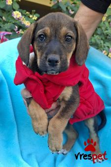 Ράτσα: Άγνωστο - Ημίαιμο | Ηλικία: 2 μηνών | Φύλο: Αρσενικό | Αρ. Microchip: 0 | Ημίαιμο | Περιοχή: Γλυφάδα, Αττική