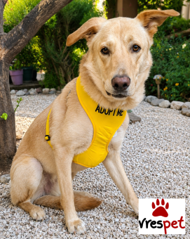 Ράτσα: Λαμπραντόρ - Labrador | Ηλικία: 1 έτους | Φύλο: Αρσενικό | Αρ. Microchip: 0 | Ημίαιμο | Περιοχή: Γλυφάδα, Αττική