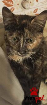 Ράτσα: Άγνωστο - Ημίαιμο | Ηλικία: 3 μηνών | Φύλο: Θηλυκό | Αρ. Microchip: 0000000 | Περιοχή: Κορδελιό Εύοσμος, Θεσσαλονίκη