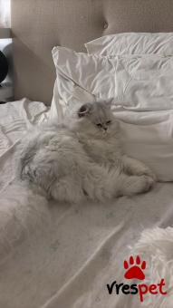 Ράτσα: Περσική | Ηλικία: 8 μηνών | Φύλο: Αρσενικό | Αρ. Microchip: Δεν εχει | Για ζευγάρωμα | Περιοχή: Άγιοι Ανάργυροι, Αττική