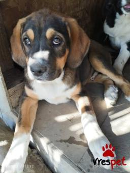 Ράτσα: Άγνωστο - Ημίαιμο | Ηλικία: 4 μηνών | Φύλο: Αρσενικό | Αρ. Microchip: 0000000000000000000000000000000000 | Περιοχή: Διόν Όλυμπος, Μακεδονία