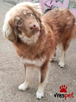 Ράτσα: Άγνωστο - Ημίαιμο | Ηλικία: 8 μηνών | Φύλο: Αρσενικό | Αρ. Microchip: - | Περιοχή: Κιλκίς, Μακεδονία