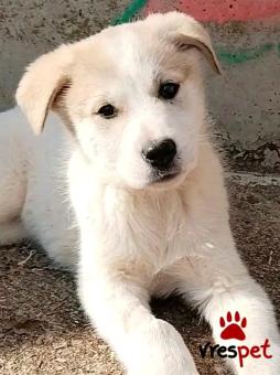 Ράτσα: Άγνωστο - Ημίαιμο | Ηλικία: 4 μηνών | Φύλο: Θηλυκό | Αρ. Microchip: - | Περιοχή: Κιλκίς, Μακεδονία