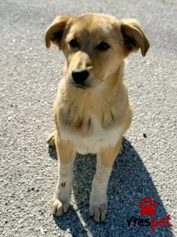 Ράτσα: Άγνωστο - Ημίαιμο | Ηλικία: 5 μηνών | Φύλο: Αρσενικό | Αρ. Microchip: - | Περιοχή: Κιλκίς, Μακεδονία