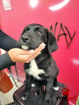 Ράτσα: Λαμπραντόρ - Labrador | Ηλικία: 3 μηνών | Φύλο: Θηλυκό | Αρ. Microchip: 0 | Περιοχή: Γλυφάδα, Αττική