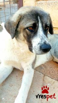 Ράτσα: Ελληνικός Ποιμενικός - Greek Shepherd | Ηλικία: 8 μηνών | Φύλο: Θηλυκό | Αρ. Microchip: 000000000000000000000 | Ημίαιμο | Περιοχή: Χαϊδάρι, Αττική