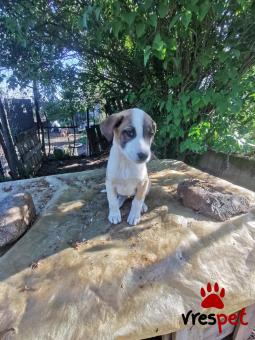 Ράτσα: Άγνωστο - Ημίαιμο | Ηλικία: 3 μηνών | Φύλο: Θηλυκό | Αρ. Microchip: 0000000 | Περιοχή: Κορδελιό Εύοσμος, Θεσσαλονίκη