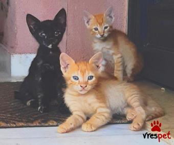 Ράτσα: Άγνωστο - Ημίαιμο | Ηλικία: 2,5 μηνών | Φύλο: Αρσενικό | Αρ. Microchip: 0 | Περιοχή: Νεάπολη Συκεές, Θεσσαλονίκη