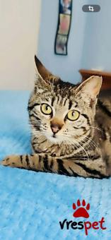 Ράτσα: Άγνωστο - Ημίαιμο | Ηλικία: 6 μηνών | Φύλο: Θηλυκό | Αρ. Microchip: 900182002099629 | Περιοχή: Νίκαια Άγιος Ιωάννης Ρέντης, Αττική