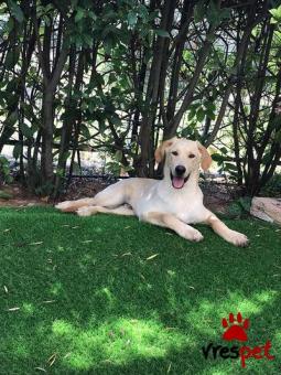 Ράτσα: Λαμπραντόρ - Labrador | Ηλικία: 8 μηνών | Φύλο: Αρσενικό | Αρ. Microchip: 000000000000000000 | Περιοχή: Κύμη Αλιβέρι, Σποράδες - Εύβοια