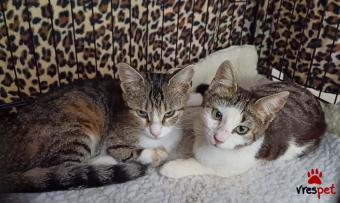 Ράτσα: Άγνωστο - Ημίαιμο | Ηλικία: 3 ετών | Φύλο: Θηλυκό | Αρ. Microchip: 90009823202542 | Περιοχή: Ελευσίνα, Αττική