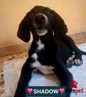 Ράτσα: Άγνωστο - Ημίαιμο | Ηλικία: 4 μηνών | Φύλο: Αρσενικό | Αρ. Microchip: 000000000000000000000 | Ημίαιμο | Περιοχή: Χαϊδάρι, Αττική