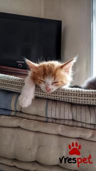 Ράτσα: Άγνωστο - Ημίαιμο | Ηλικία: 4 μηνών | Φύλο: Αρσενικό | Αρ. Microchip: 0 | Περιοχή: Αθήνα, Αττική